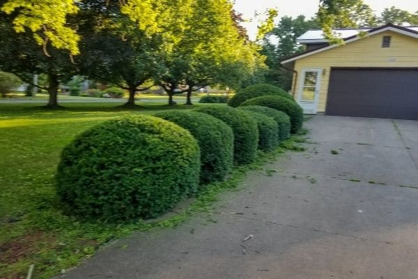 Hedge Trimming Service After