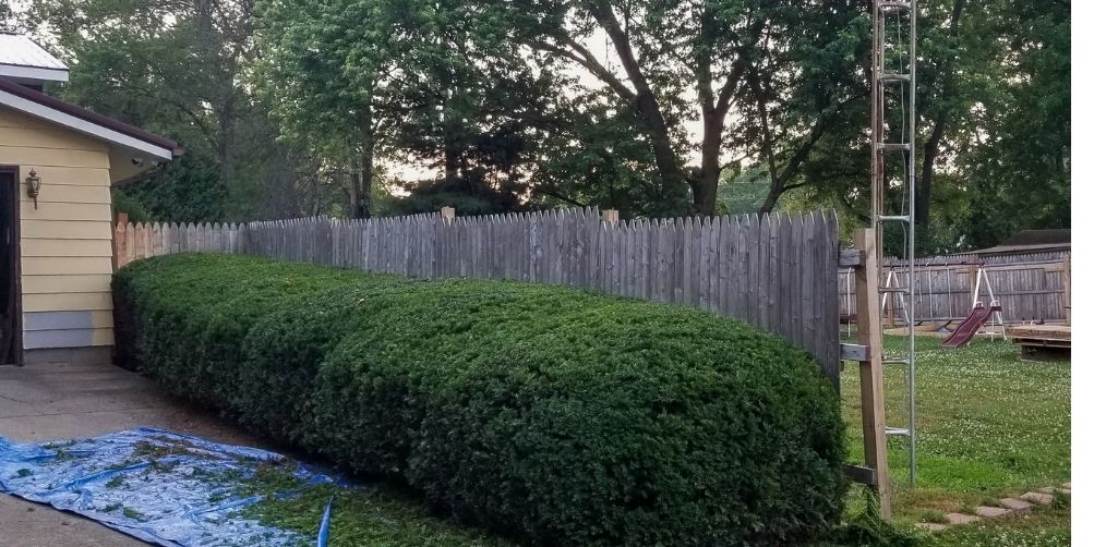 A line of shrubs along a residential driveway after a pruning service from Williams Lawn Care Services. The shrubs have been neatly and uniformly trimmed back into their natural shape.