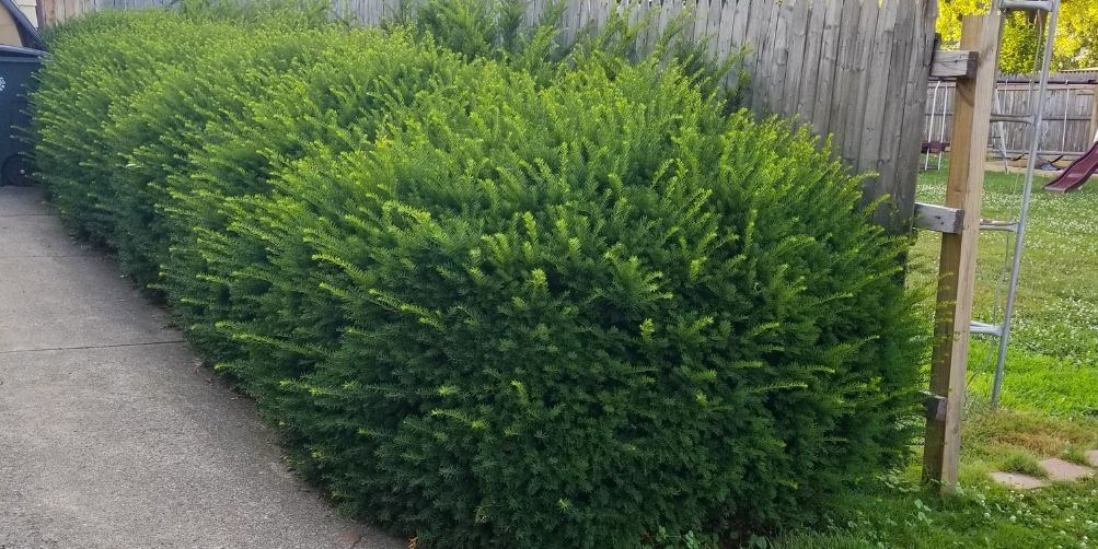 A line of over grown shrubs along a residential driveway that are in need of a pruning service.