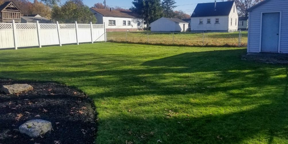 A residential back lawn that's been aerated and reseeded. The grass is bright green and healthy. 