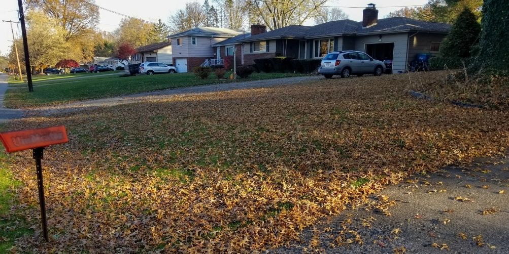 A residential lawn before a leaf cleanup service. The lawn is covered in hundreds of fallen leaves.