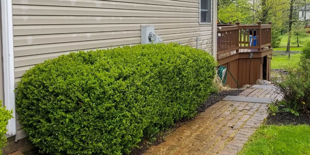 A line of neatly trimmed shrubs lining the entrance to a back yard.